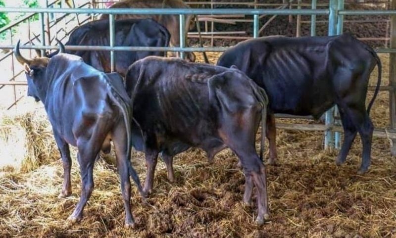 Nguy cơ mất hết đàn bò tót ở Vườn quốc gia Phước Bình